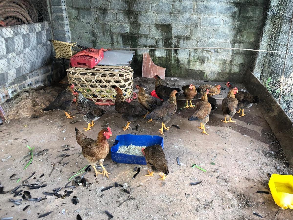 Son Thuy Homestay Ha Giang Εξωτερικό φωτογραφία